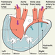 Image for article titled Artificial Heart Developed, Beats Almost Exactly Like Real Thing